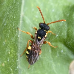 Nomada