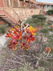 Caesalpinia pulcherrima