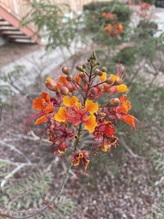 Caesalpinia pulcherrima