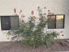 Caesalpinia pulcherrima