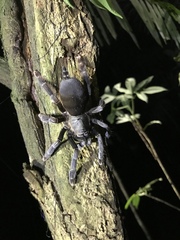 Psalmopoeinae