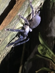 Psalmopoeinae