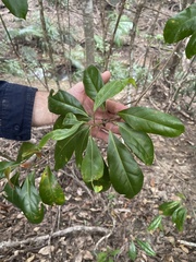 Elaeocarpus eumundii