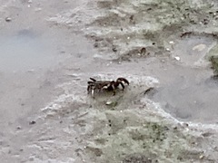 Macrophthalmus