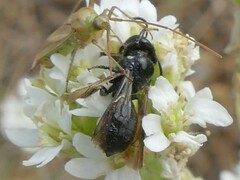 Ceratina cucurbitina