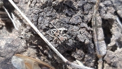 Stenaelurillus gabrieli