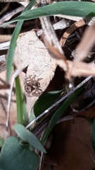 Stenaelurillus gabrieli