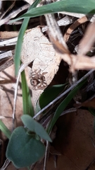 Stenaelurillus gabrieli