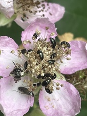 Hylaeus leptocephalus