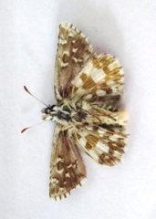 Pyrgus alveus