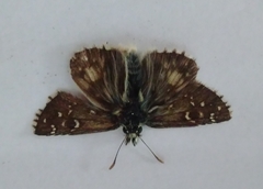 Pyrgus alveus