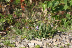 Oxytropis coerulea coerulea
