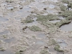 Macrophthalmus