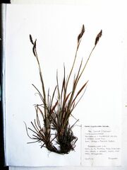 Carex rigidioides