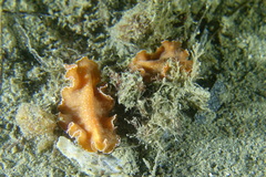 Yungia aurantiaca