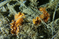 Yungia aurantiaca