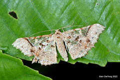 Krananda semihyalina