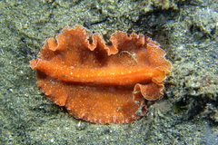 Yungia aurantiaca