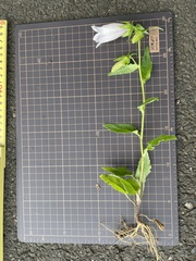 Campanula punctata punctata