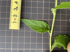 Campanula punctata punctata