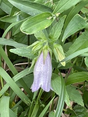 Campanula punctata punctata