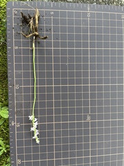 Spiranthes australis