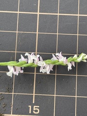 Spiranthes australis