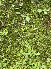 Spiranthes australis