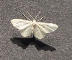 Idaea dilutaria