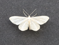 Idaea dilutaria