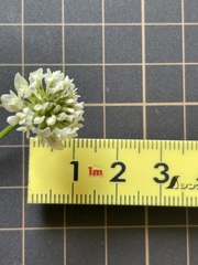 Trifolium repens