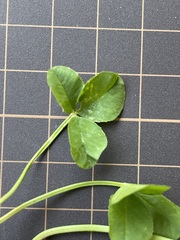 Trifolium repens