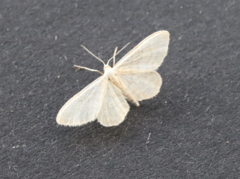 Idaea dilutaria