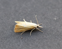 Xanthocrambus saxonellus