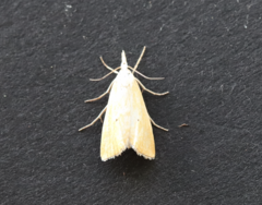 Xanthocrambus saxonellus