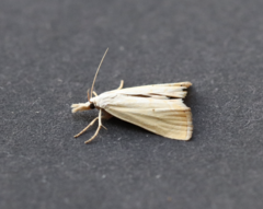 Xanthocrambus saxonellus