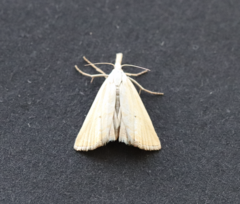 Xanthocrambus saxonellus