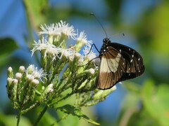 Amauris albimaculata
