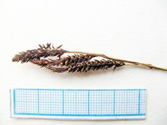 Carex rigidioides