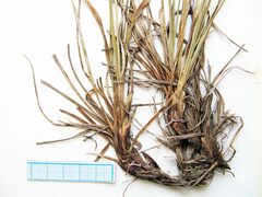 Carex rigidioides