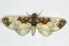 Eupithecia breviculata