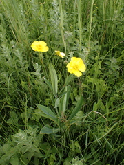 Ranunculus lingua