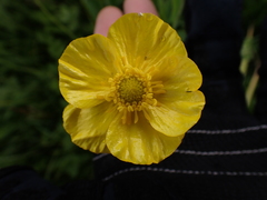 Ranunculus lingua