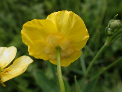 Ranunculus lingua