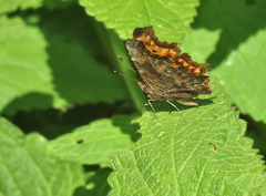 Polygonia oreas
