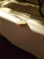 Polyphylla decemlineata