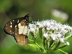 Amauris albimaculata