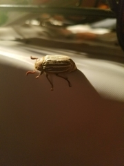 Polyphylla decemlineata