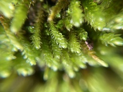 Pseudoleskeopsis imbricata