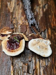 Earliella